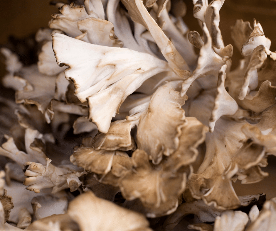 Maitake Mushroom Side Effects and Interactions